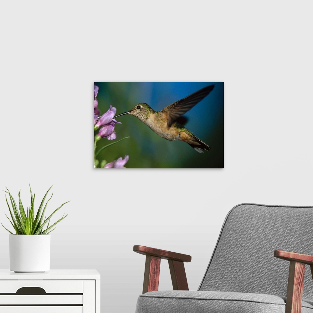 A modern room featuring Broad-tailed Hummingbird feeding on the nectar of a Desert Penstemon flower