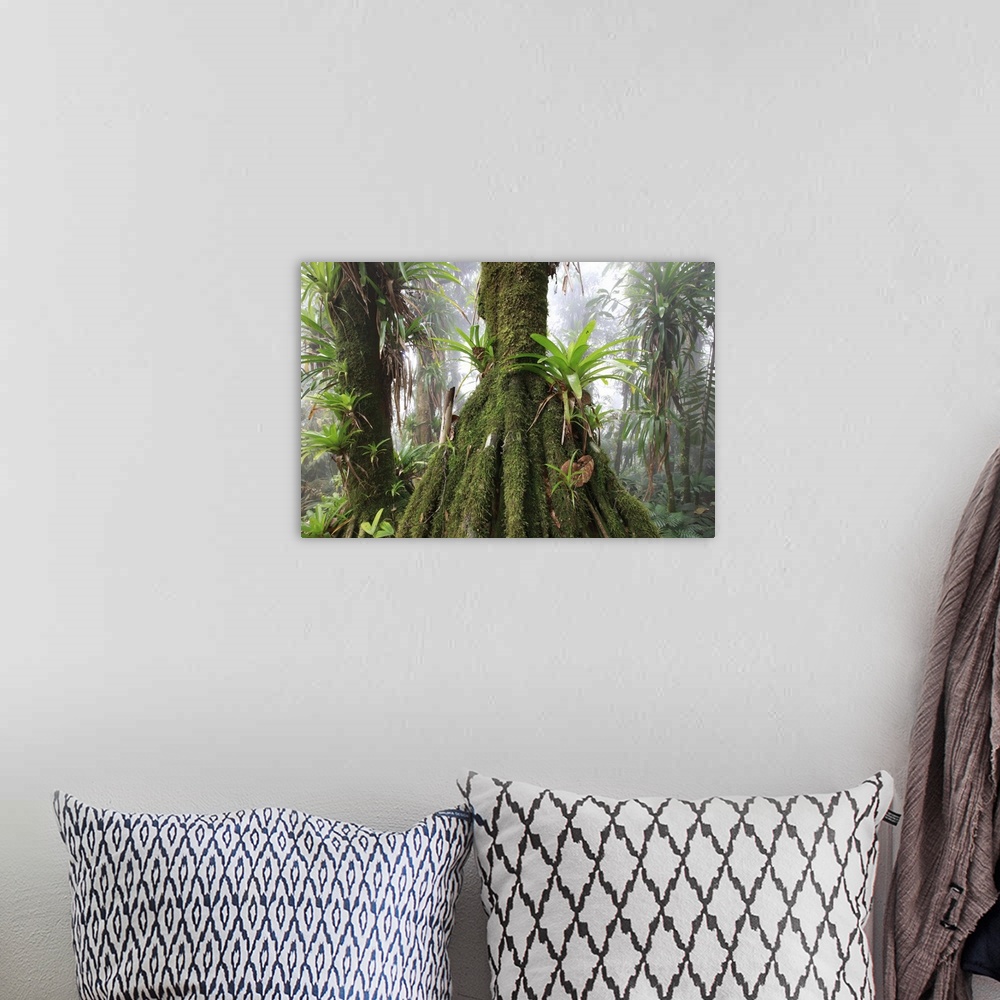 A bohemian room featuring Mountain tropical forest above 1600m bromeliacea and fern tree GuajiraSierra Santa Marta NPCOLOMBIA