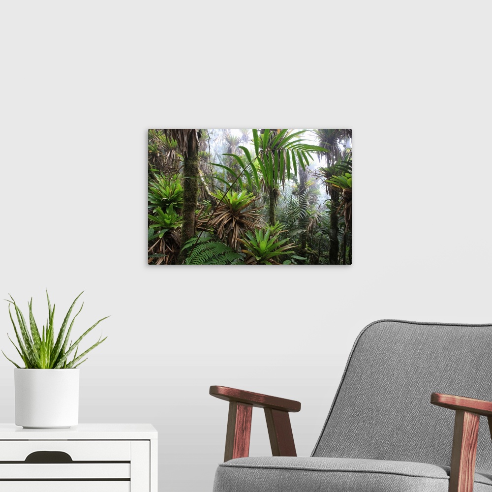 A modern room featuring Mountain tropical forest above 1600m bromeliacea and fern tree GuajiraSierra Santa Marta NPCOLOMBIA