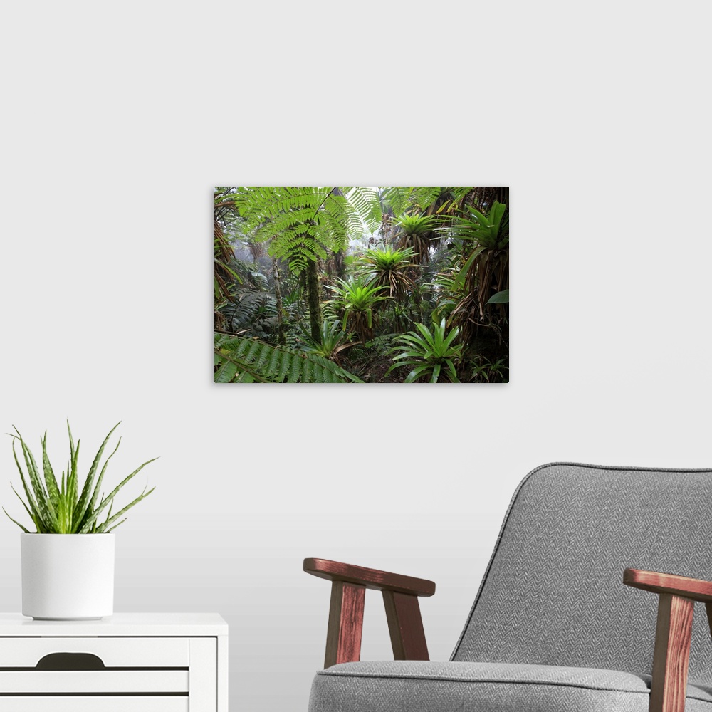 A modern room featuring Mountain tropical forest above 1600m bromeliacea and fern tree GuajiraSierra Santa Marta NPCOLOMBIA