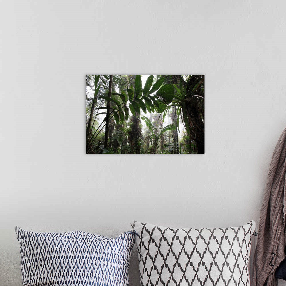 A bohemian room featuring Mountain tropical forest above 1600m bromeliacea and fern tree GuajiraSierra Santa Marta NPCOLOMBIA
