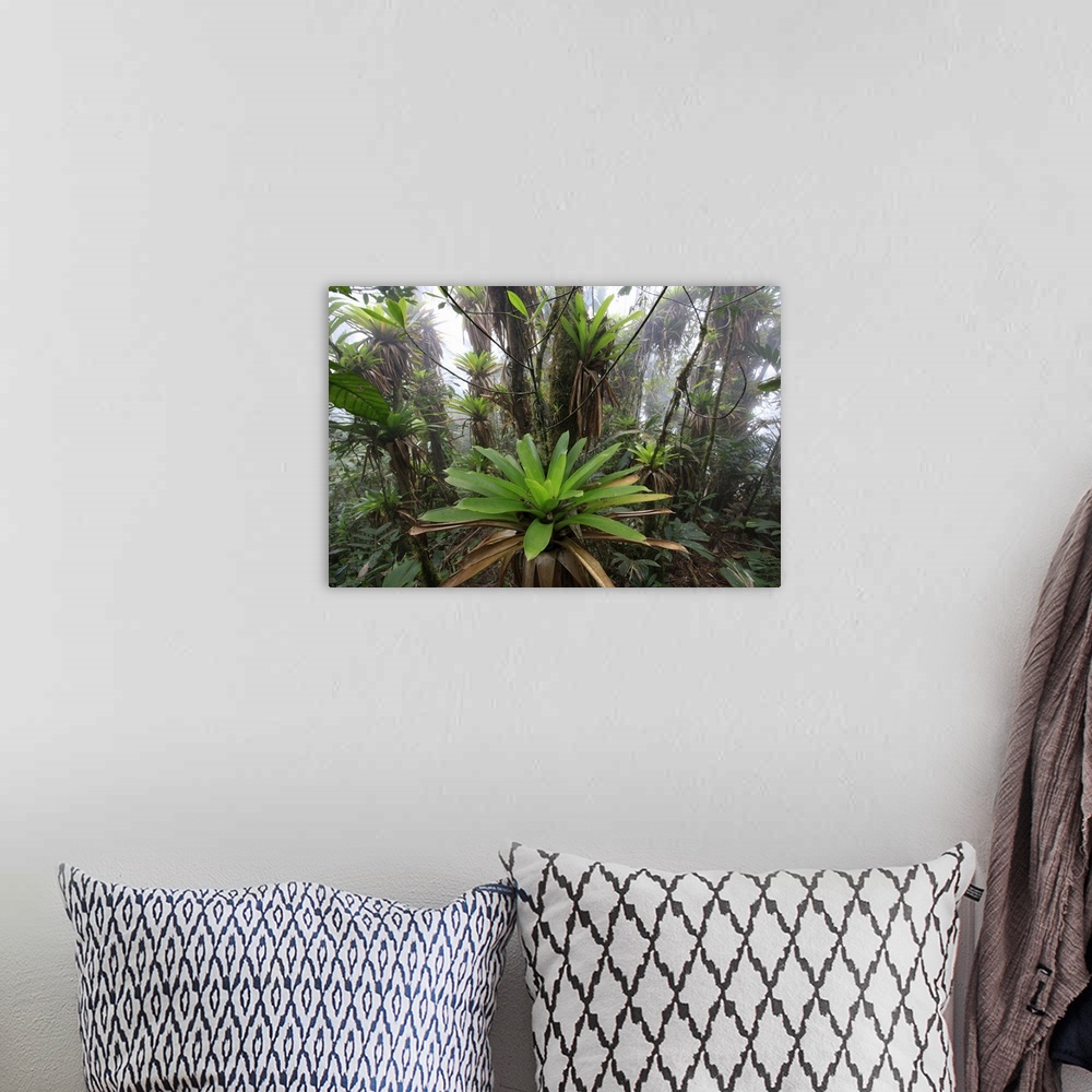 A bohemian room featuring Bromeliad (Bromeliaceae) and tree fern at 1600 meters altitude in tropical rainforest, Sierra Nev...