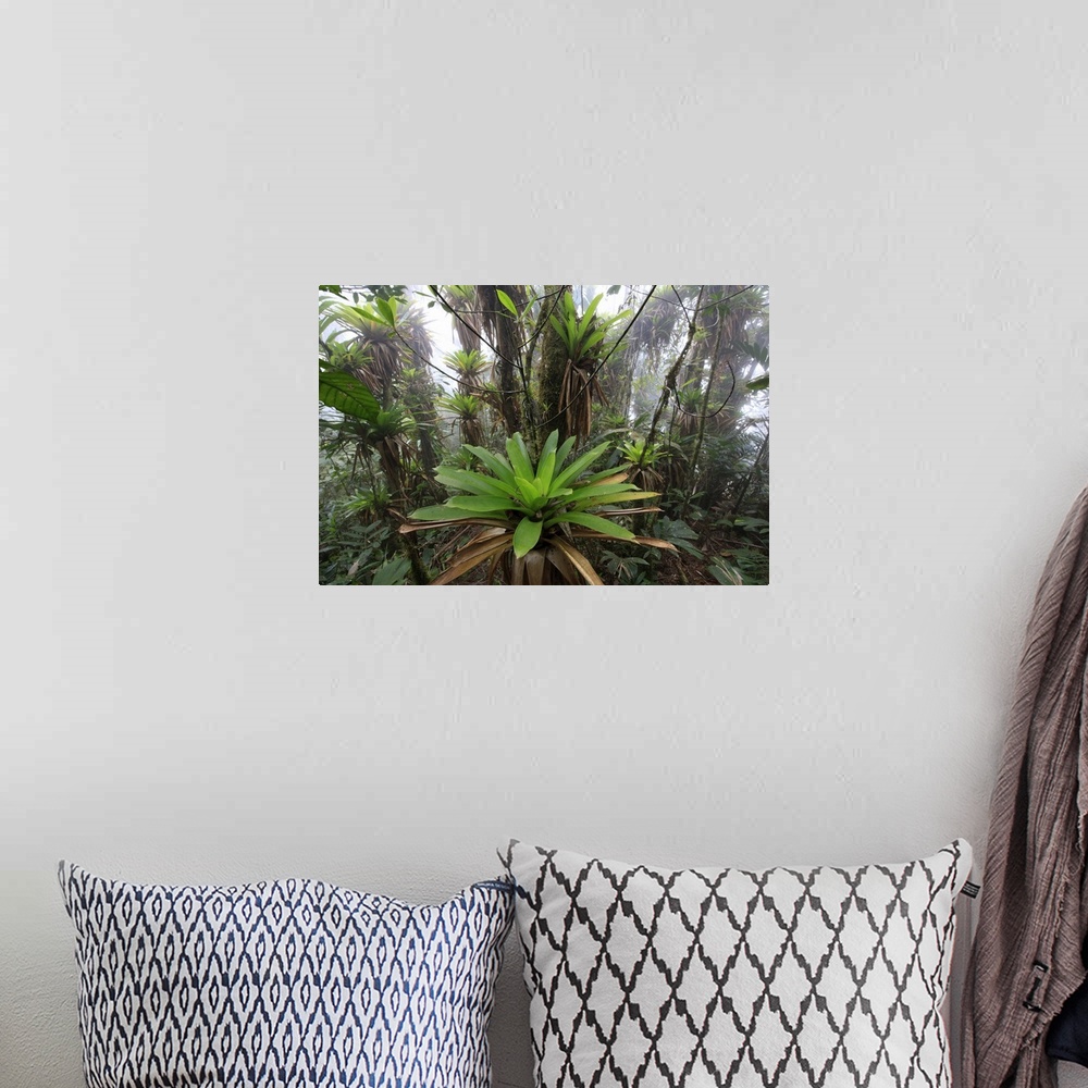 A bohemian room featuring Bromeliad (Bromeliaceae) and tree fern at 1600 meters altitude in tropical rainforest, Sierra Nev...