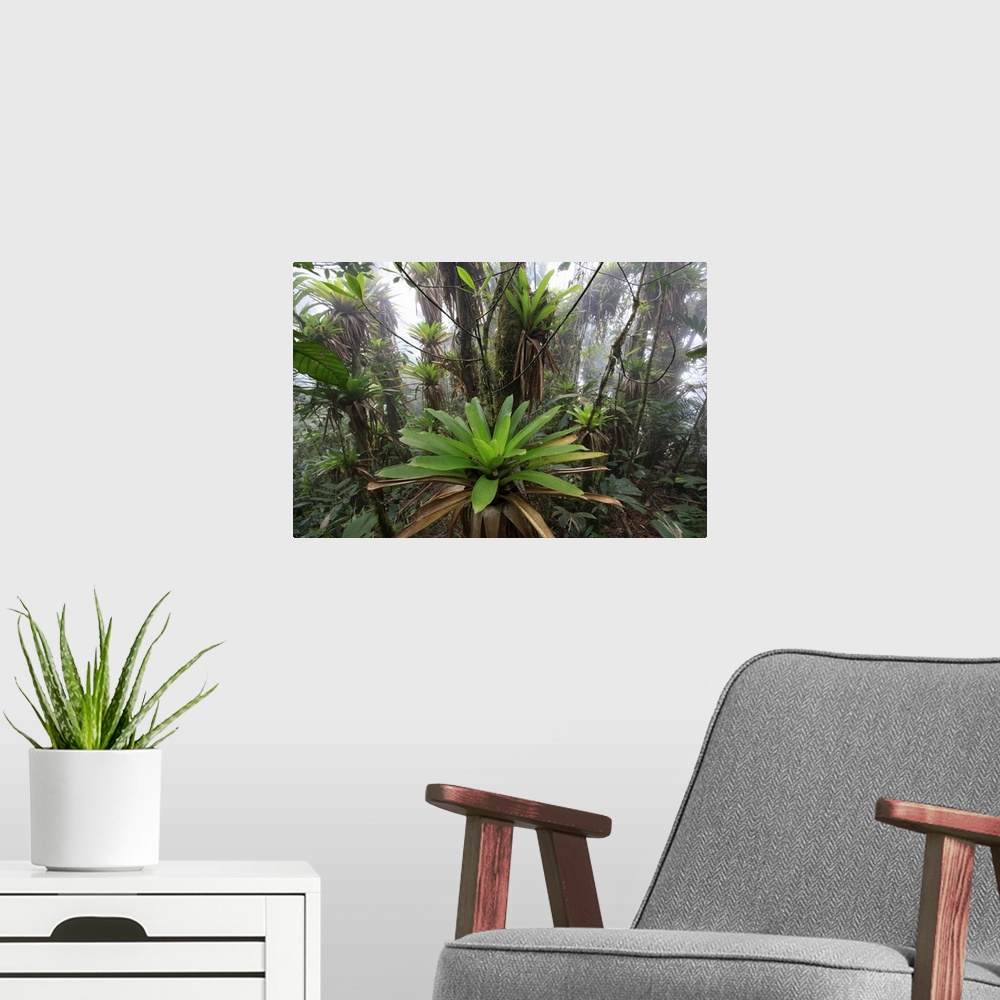 A modern room featuring Bromeliad (Bromeliaceae) and tree fern at 1600 meters altitude in tropical rainforest, Sierra Nev...
