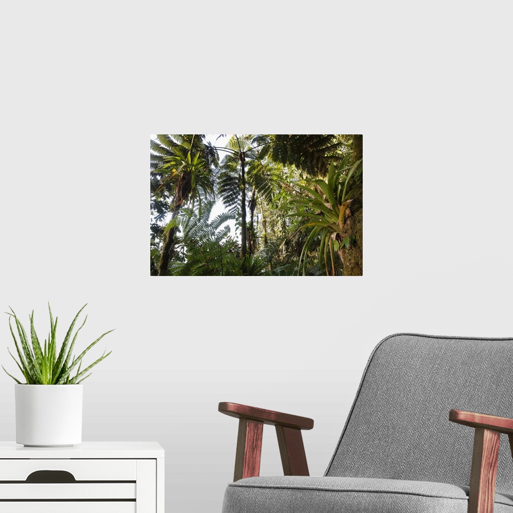 A modern room featuring Mountain tropical forest above 1500m bromeliacea and fern tree GuajiraSierra Santa Marta NPCOLOMBIA