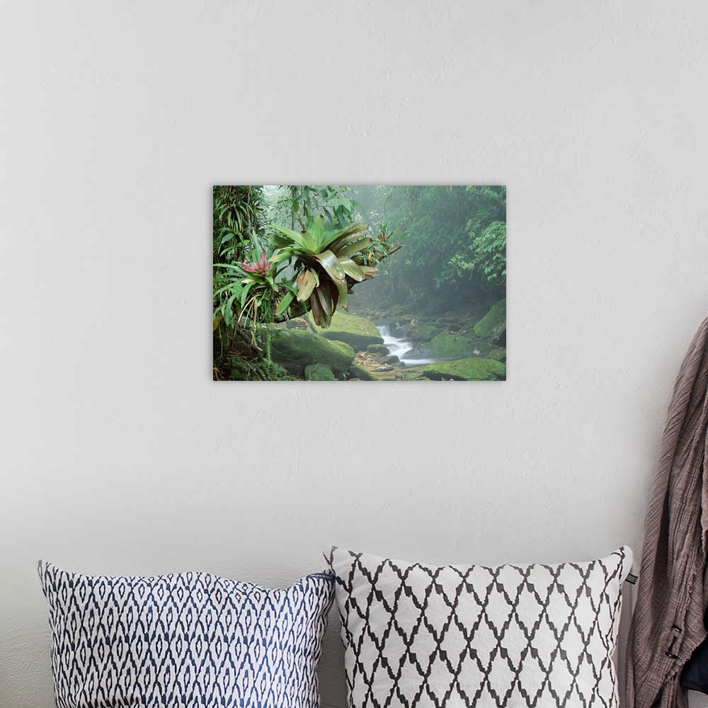 A bohemian room featuring Big, landscape photograph of bromeliads growing along a large branch, surrounded by various folia...