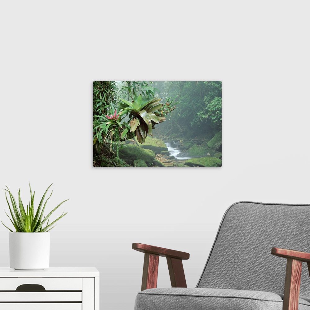 A modern room featuring Big, landscape photograph of bromeliads growing along a large branch, surrounded by various folia...