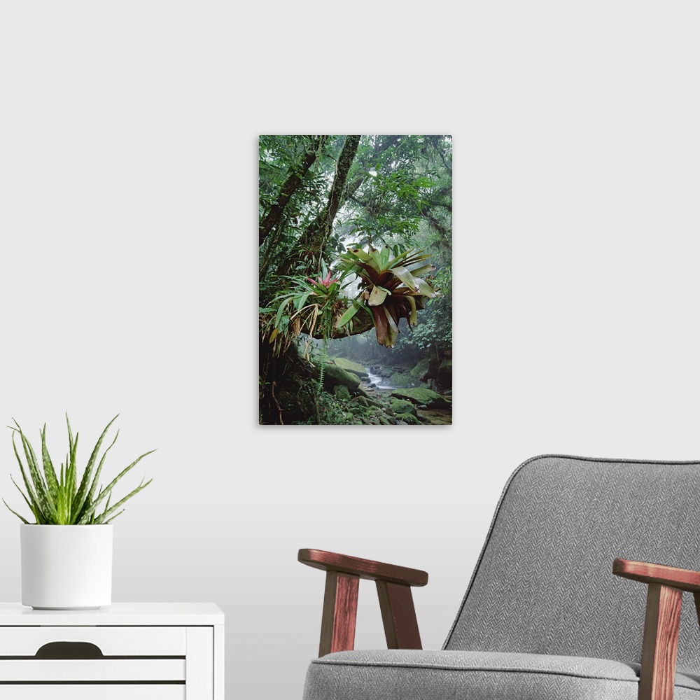 A modern room featuring Bromeliads growing in trees along stream in Bocaina National Park, Atlantic Forest, Brazil