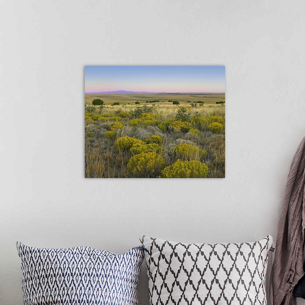 A bohemian room featuring Broomweed growing among prairie grasses, Apishapa State Wildlife Refuge, Colorado