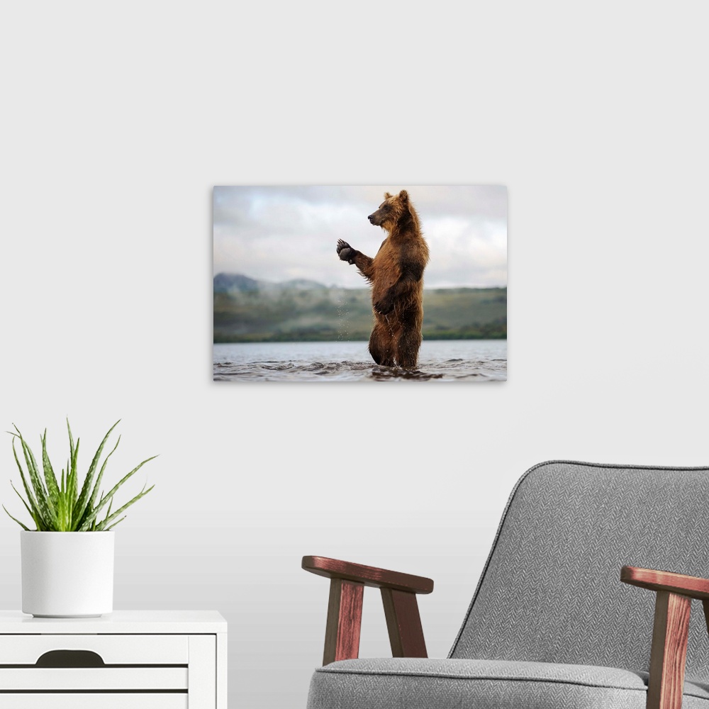 A modern room featuring Brown Bear standing in river, Kamchatka, Russia