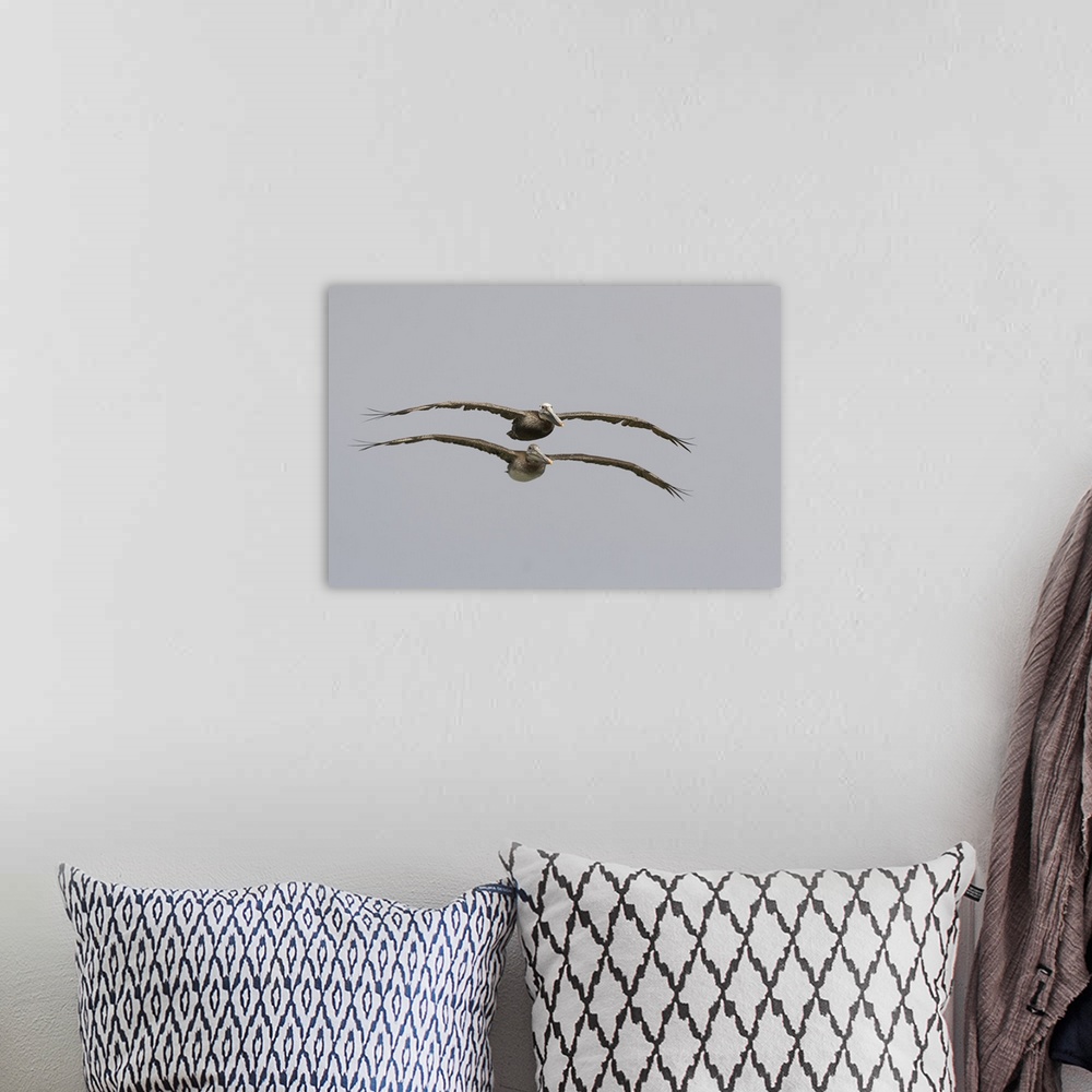A bohemian room featuring Brown Pelican adult and juvenile flying, Santa Cruz, Monterey Bay, California