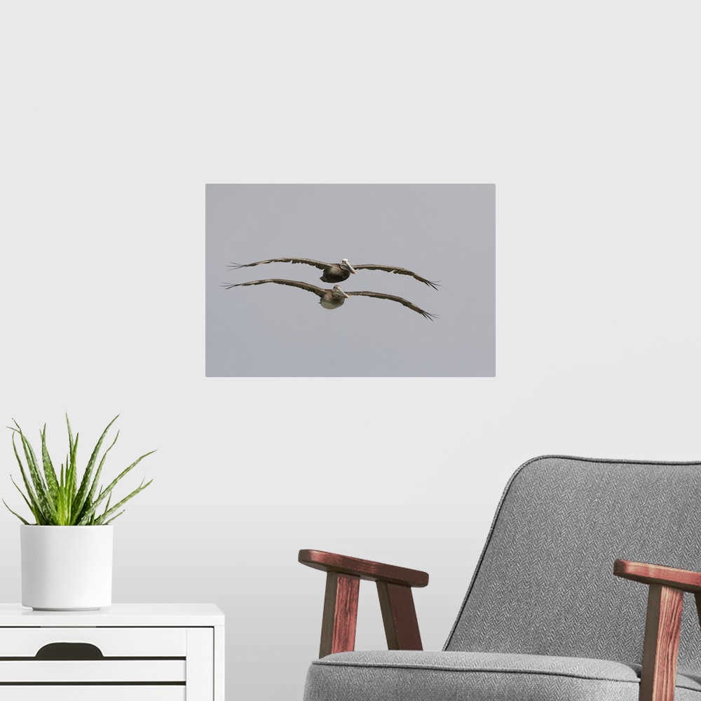 A modern room featuring Brown Pelican adult and juvenile flying, Santa Cruz, Monterey Bay, California