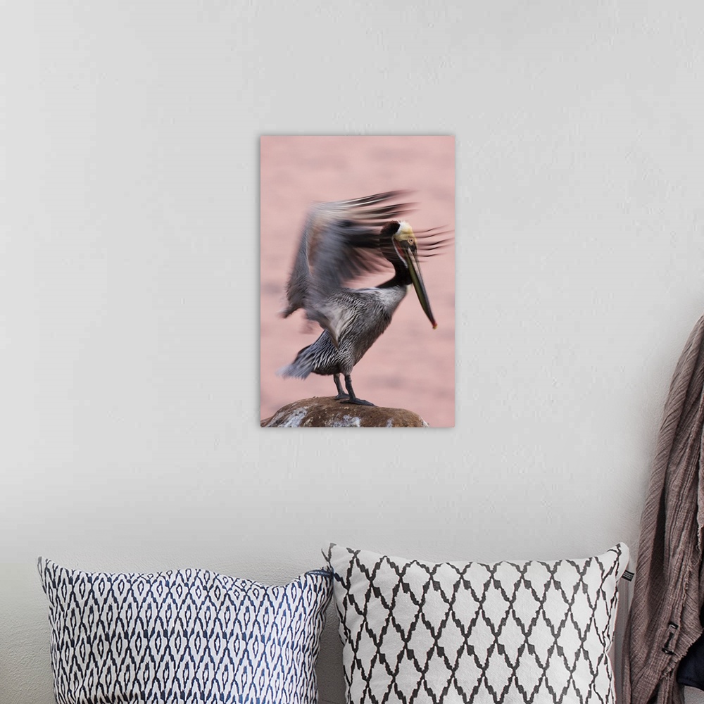 A bohemian room featuring Brown Pelican, in breeding plumage, flapping wings, La Jolla, California