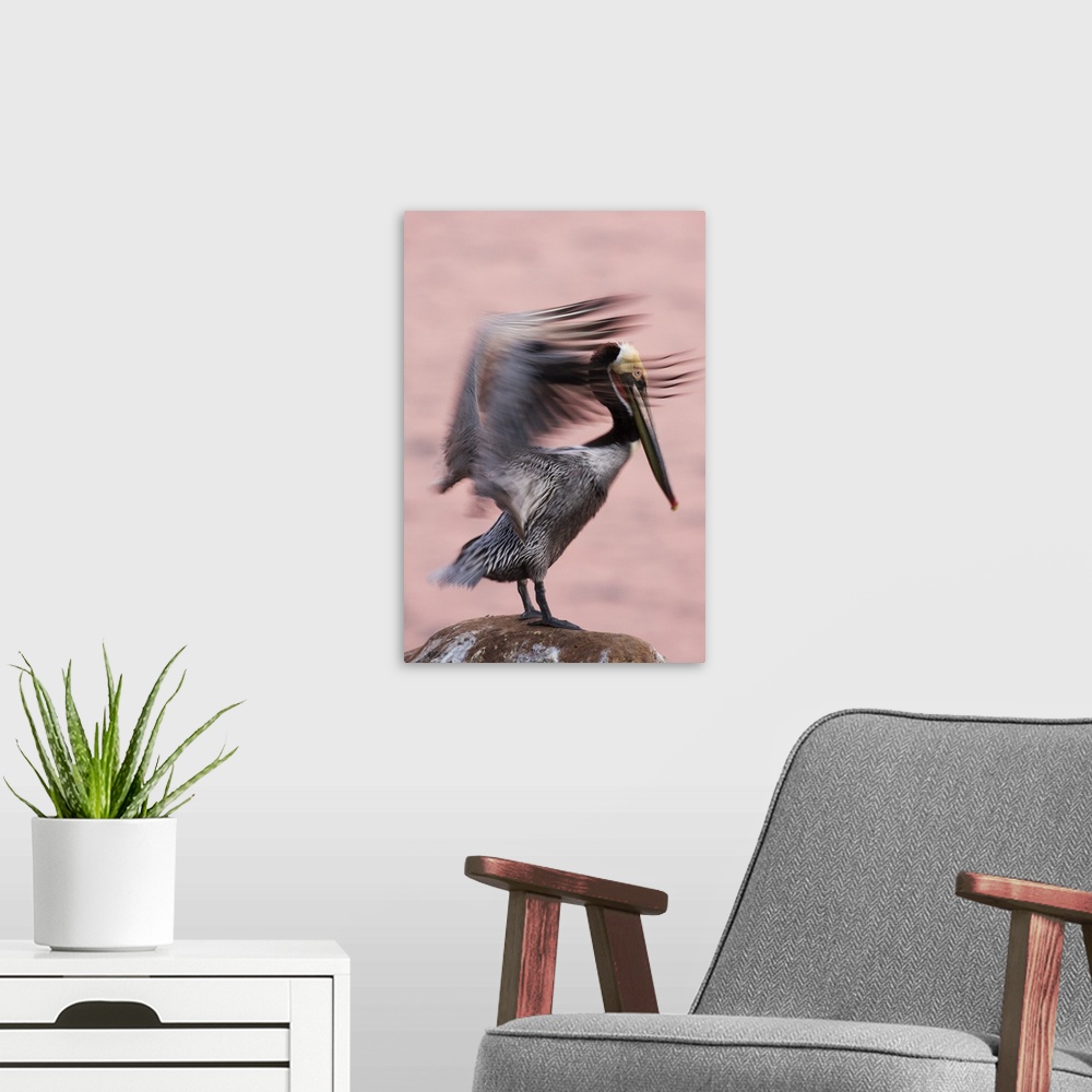 A modern room featuring Brown Pelican, in breeding plumage, flapping wings, La Jolla, California