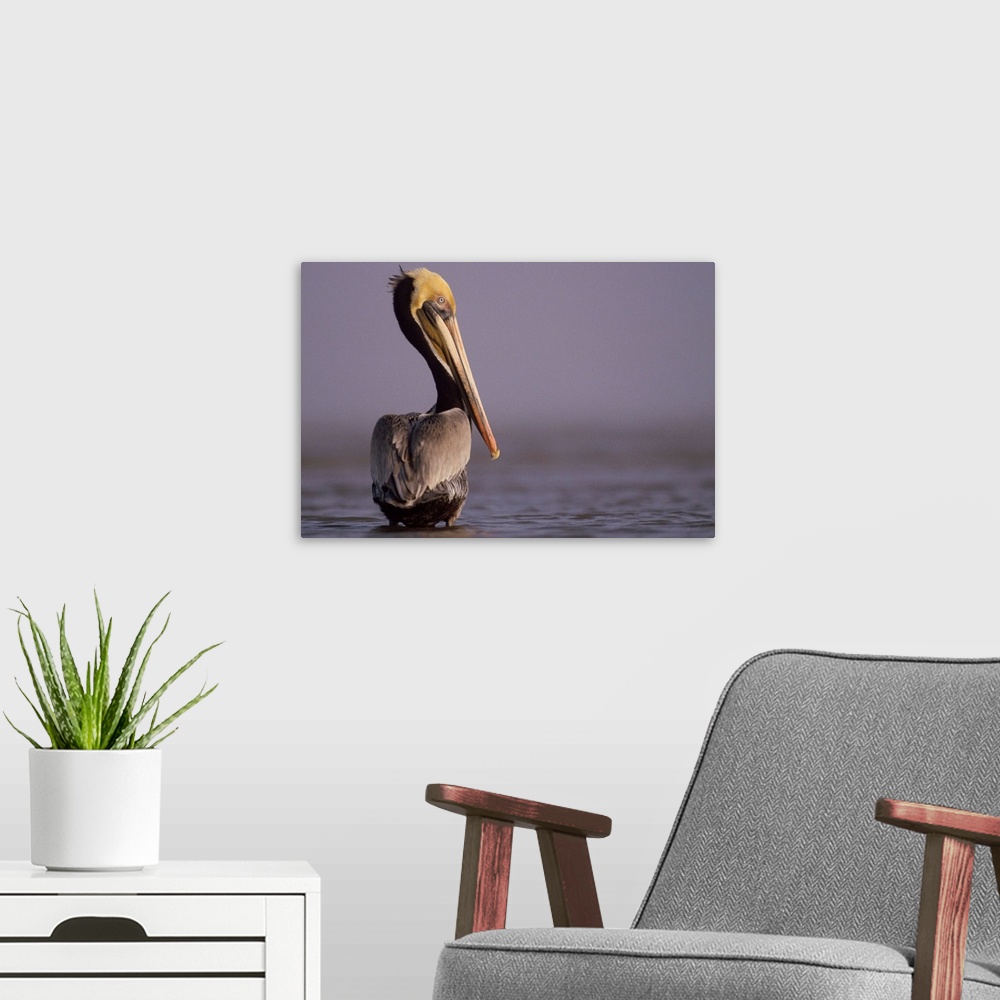 A modern room featuring Brown Pelican (Pelecanus occidentalis) adult portrait, Texas