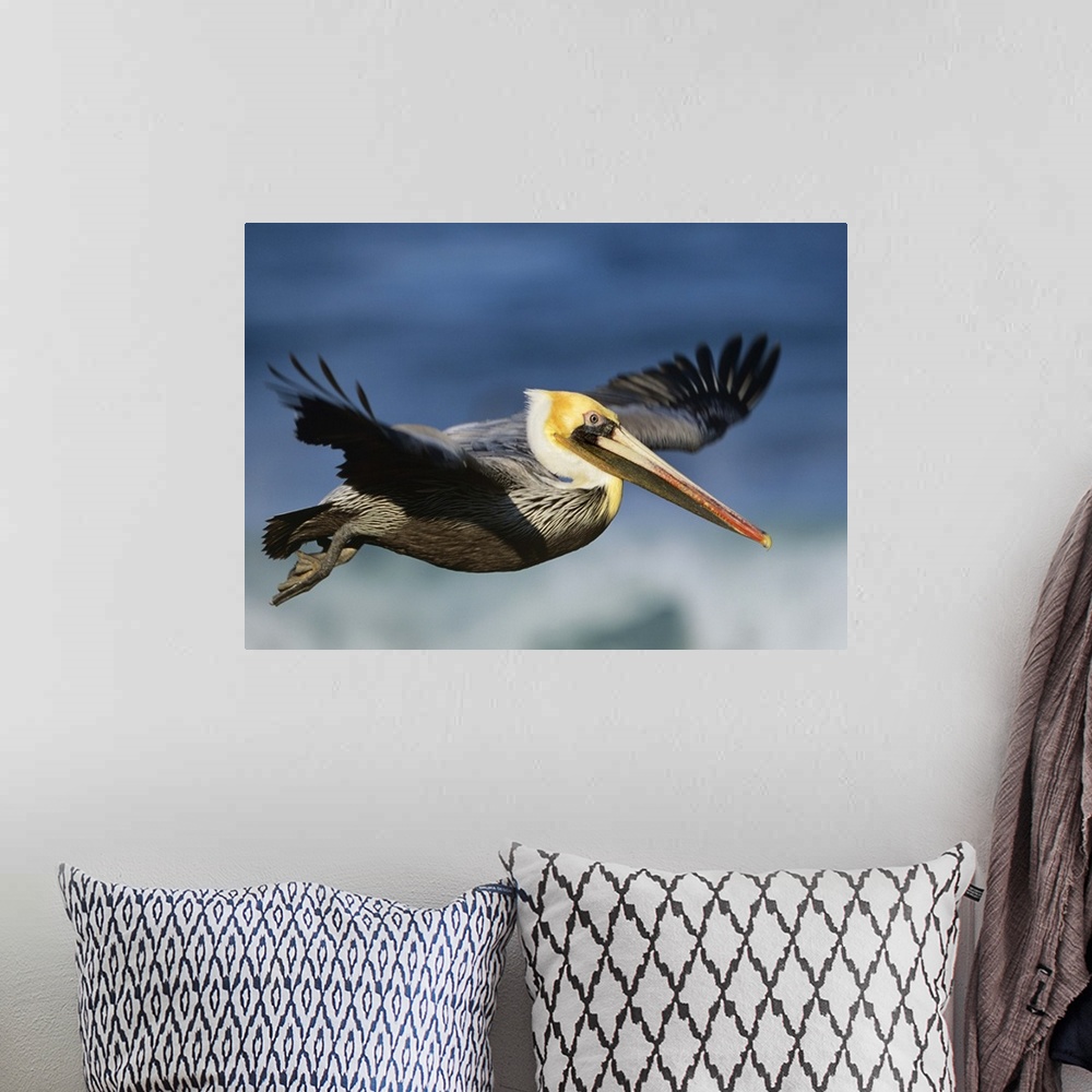 A bohemian room featuring Brown Pelican (Pelecanus occidentalis) flying, North America