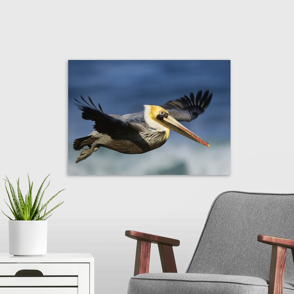 A modern room featuring Brown Pelican (Pelecanus occidentalis) flying, North America