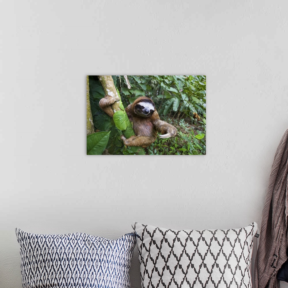 A bohemian room featuring Brown-throated Three-toed Sloth Bradypus variegatusMaleAviarios Sloth Sanctuary, Costa Rica*Capti...