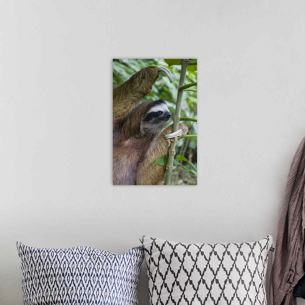 A bohemian room featuring Brown-throated Three-toed Sloth Bradypus variegatusMaleAviarios Sloth Sanctuary, Costa Rica*Capti...