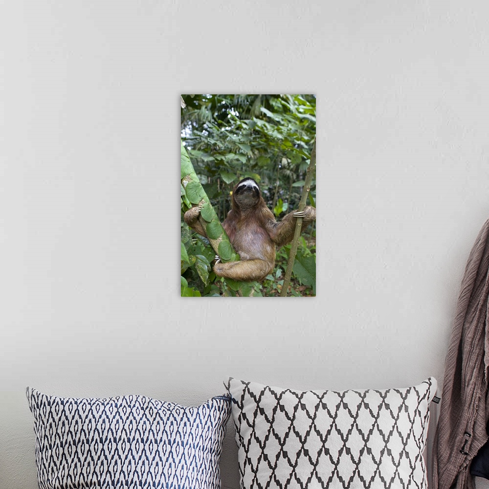 A bohemian room featuring Brown-throated Three-toed Sloth Bradypus variegatusMaleAviarios Sloth Sanctuary, Costa Rica*Rescu...