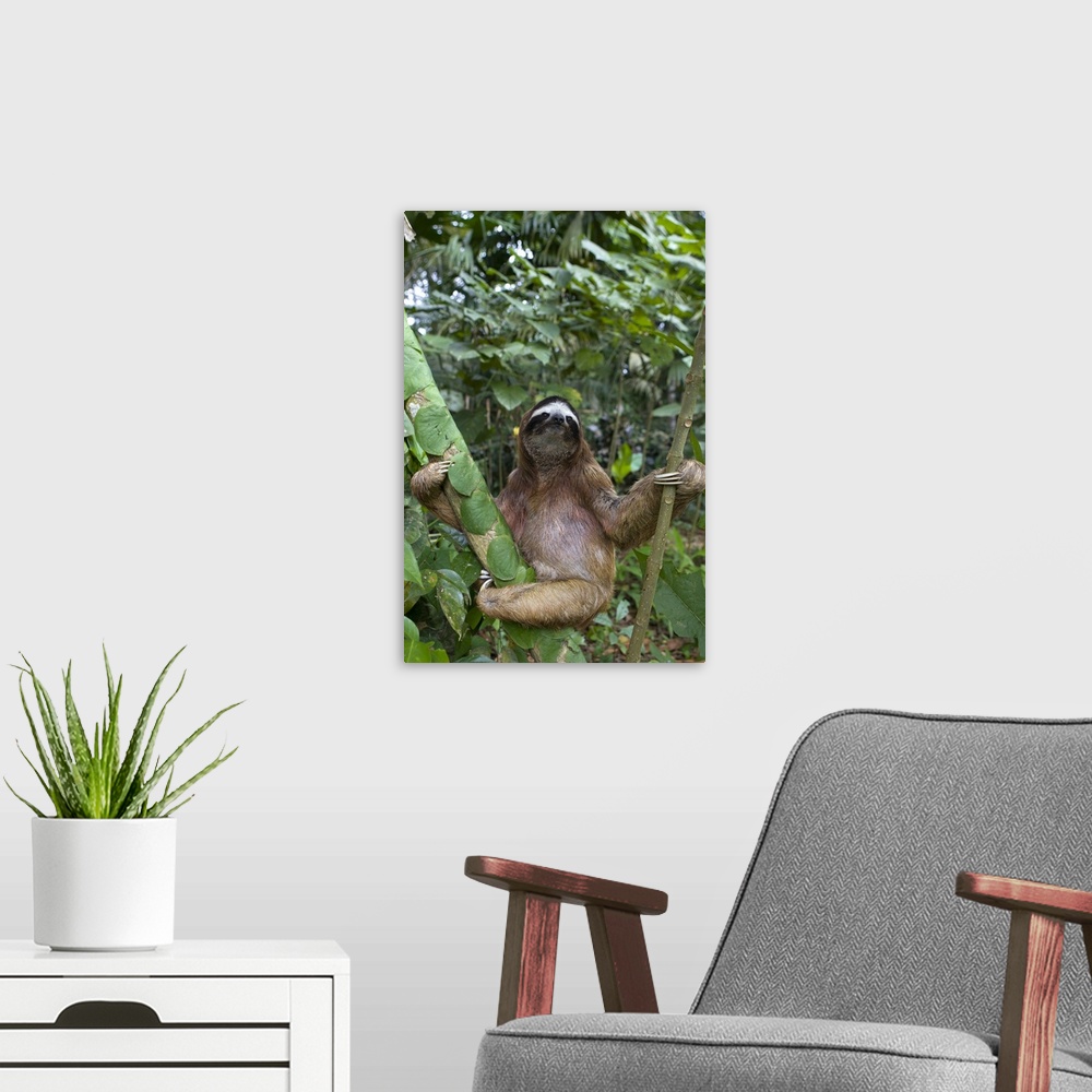 A modern room featuring Brown-throated Three-toed Sloth Bradypus variegatusMaleAviarios Sloth Sanctuary, Costa Rica*Rescu...