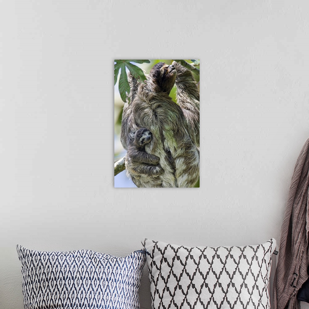 A bohemian room featuring Brown-throated Three-toed Sloth Bradypus variegatusNewborn baby (less than 1 week old) clinging t...