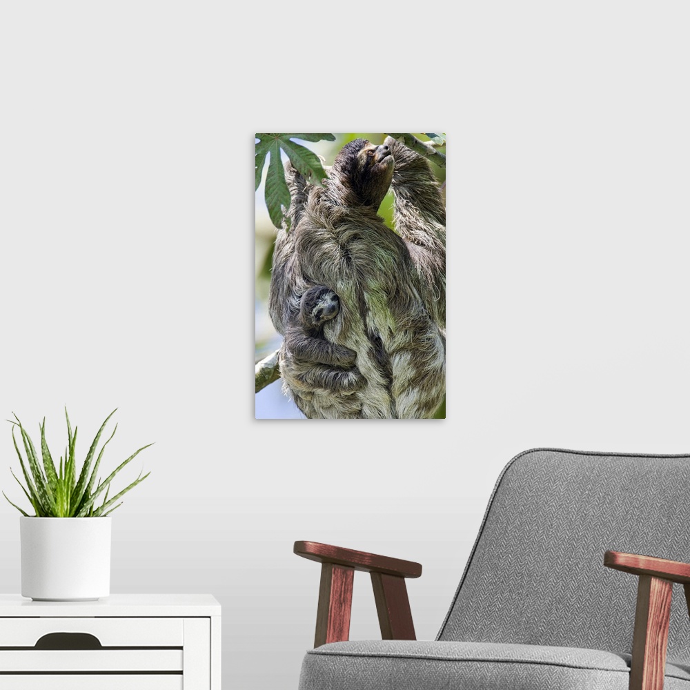 A modern room featuring Brown-throated Three-toed Sloth Bradypus variegatusNewborn baby (less than 1 week old) clinging t...