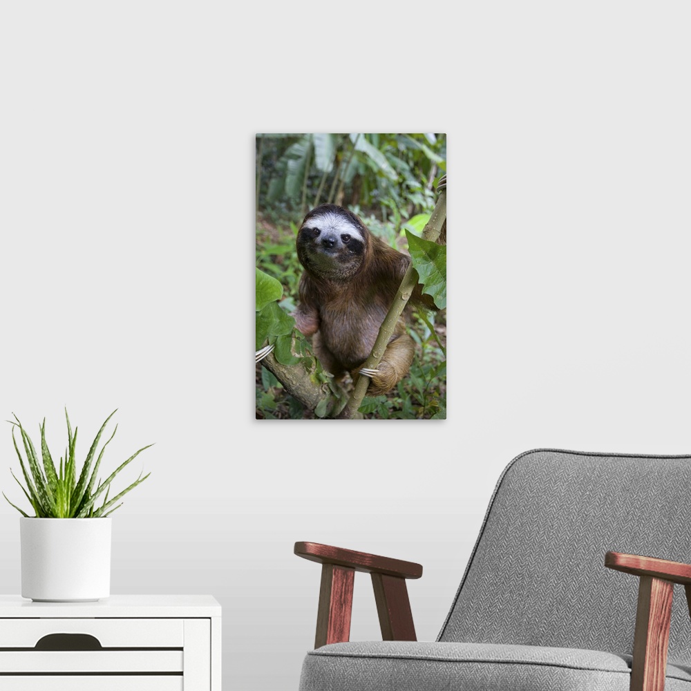A modern room featuring Brown-throated Three-toed Sloth Bradypus variegatusMaleAviarios Sloth Sanctuary, Costa Rica*Capti...