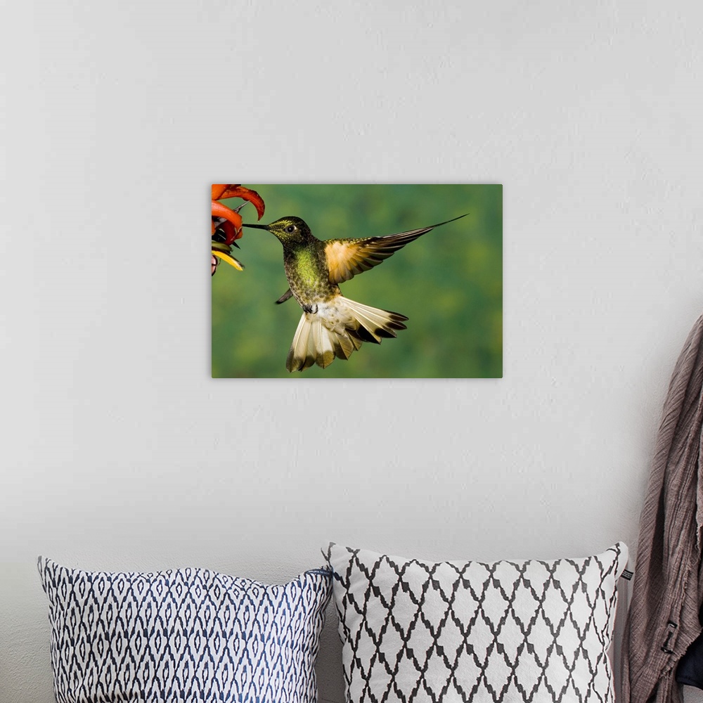 A bohemian room featuring Buff-tailed Coronet (Boissonneaua flavescens) hummingbird feeding on flower, Andes, Ecuador