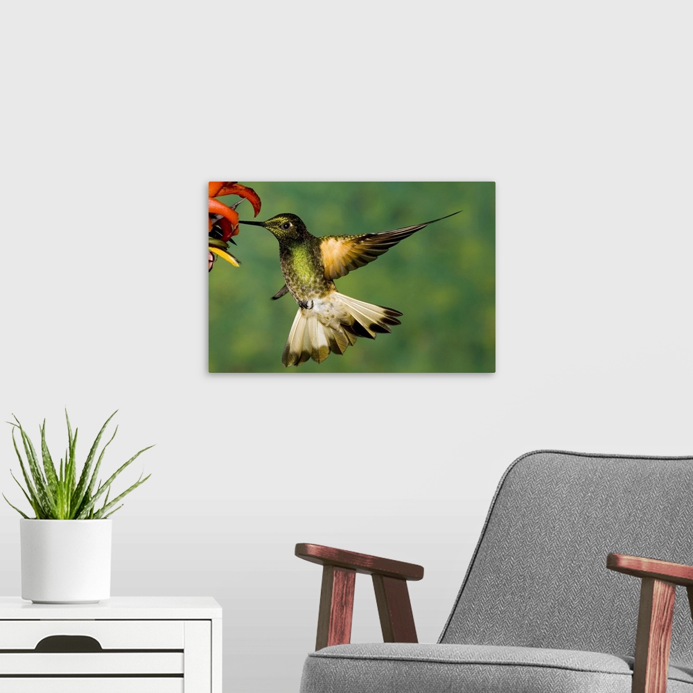 A modern room featuring Buff-tailed Coronet (Boissonneaua flavescens) hummingbird feeding on flower, Andes, Ecuador