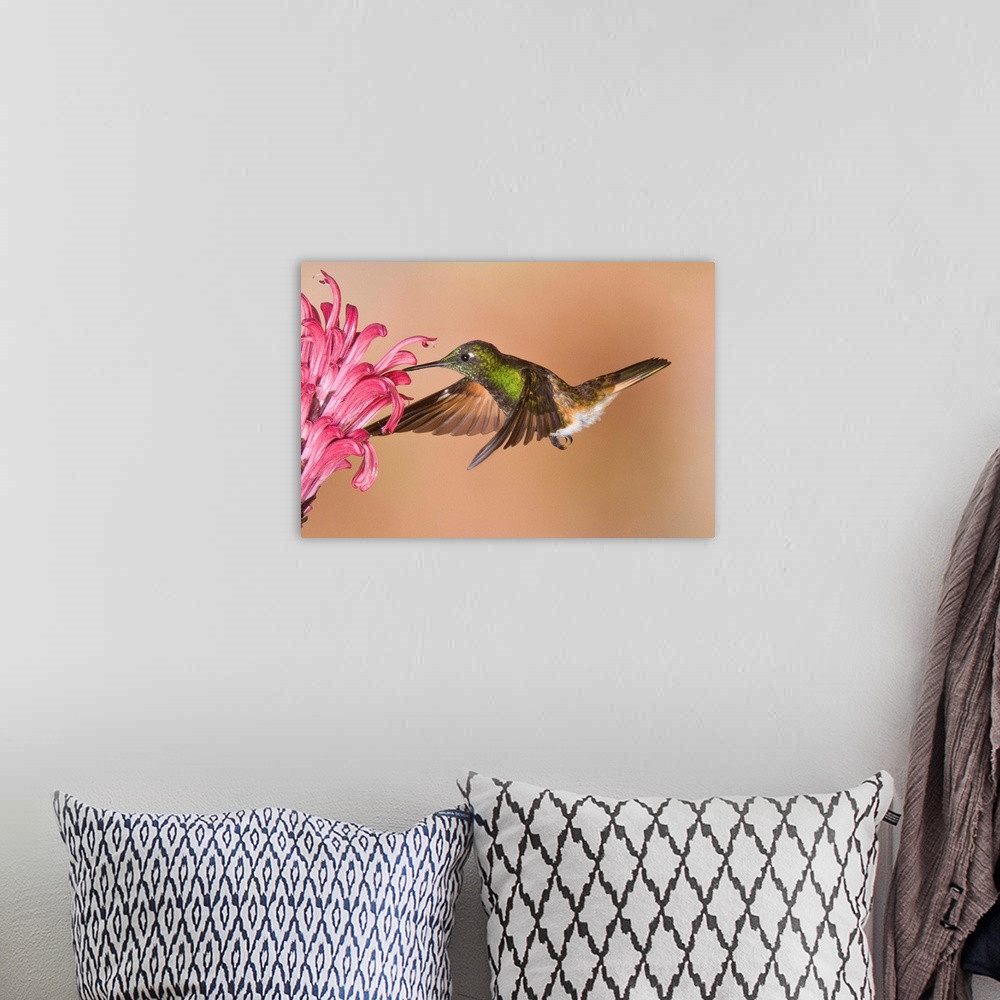 A bohemian room featuring Buff-tailed Coronet hummingbird feeding on flower nectar, Ecuador