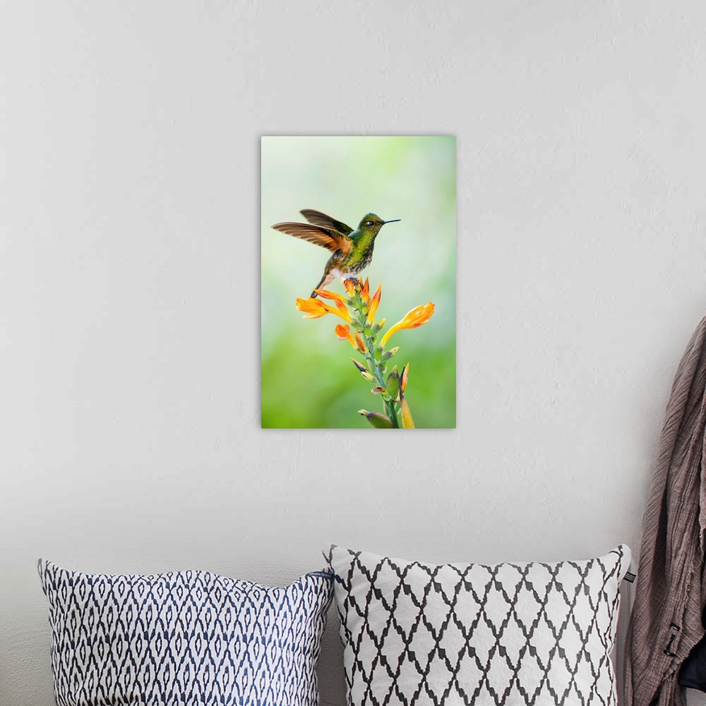 A bohemian room featuring Buff-tailed Coronet (Boissonneaua flavescens) hummingbird taking flight, Bellavista Cloud Forest ...