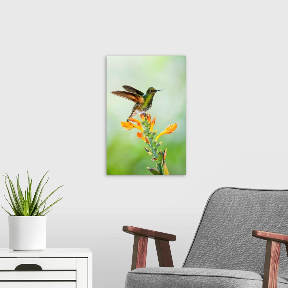 A modern room featuring Buff-tailed Coronet (Boissonneaua flavescens) hummingbird taking flight, Bellavista Cloud Forest ...