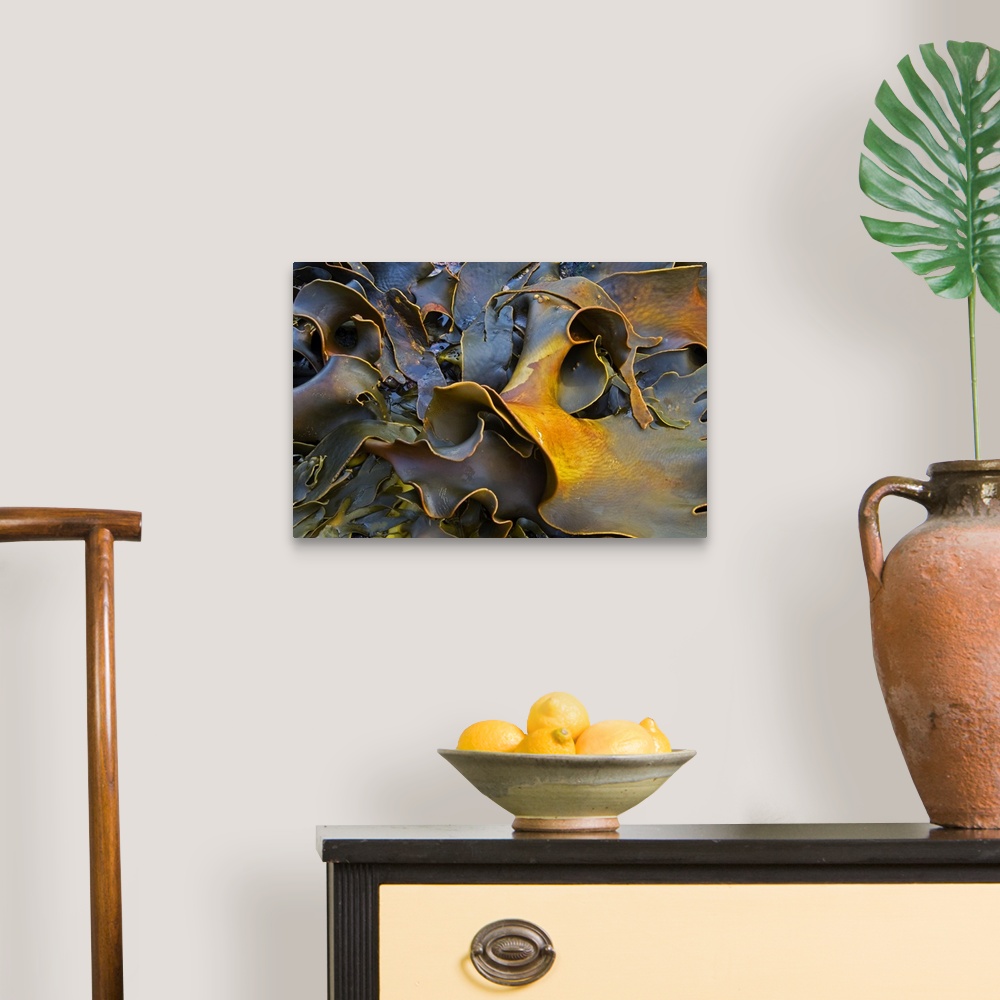 A traditional room featuring Big canvas print of ocean vegetation up close.