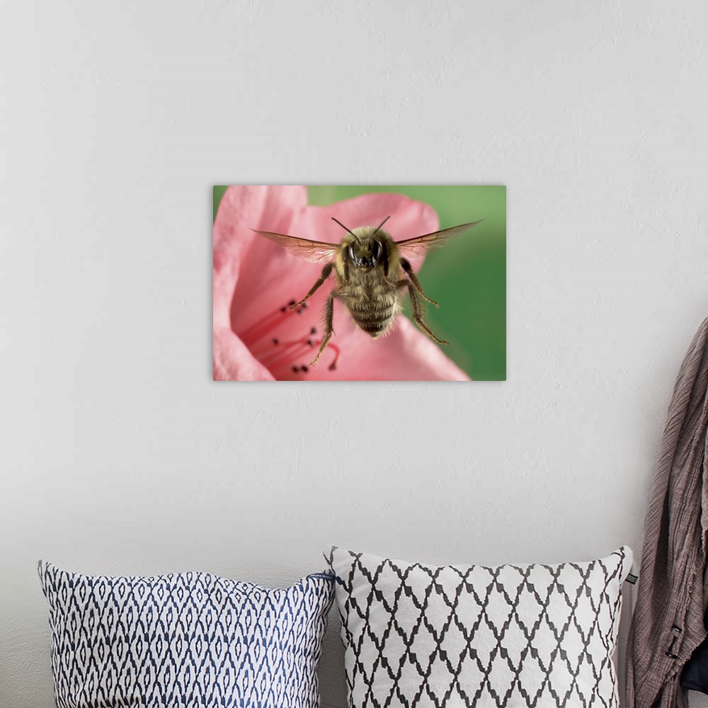 A bohemian room featuring Bumblebee (Bombus huntii) flying toward the camera after collecting nectar from a Rhododendron fl...