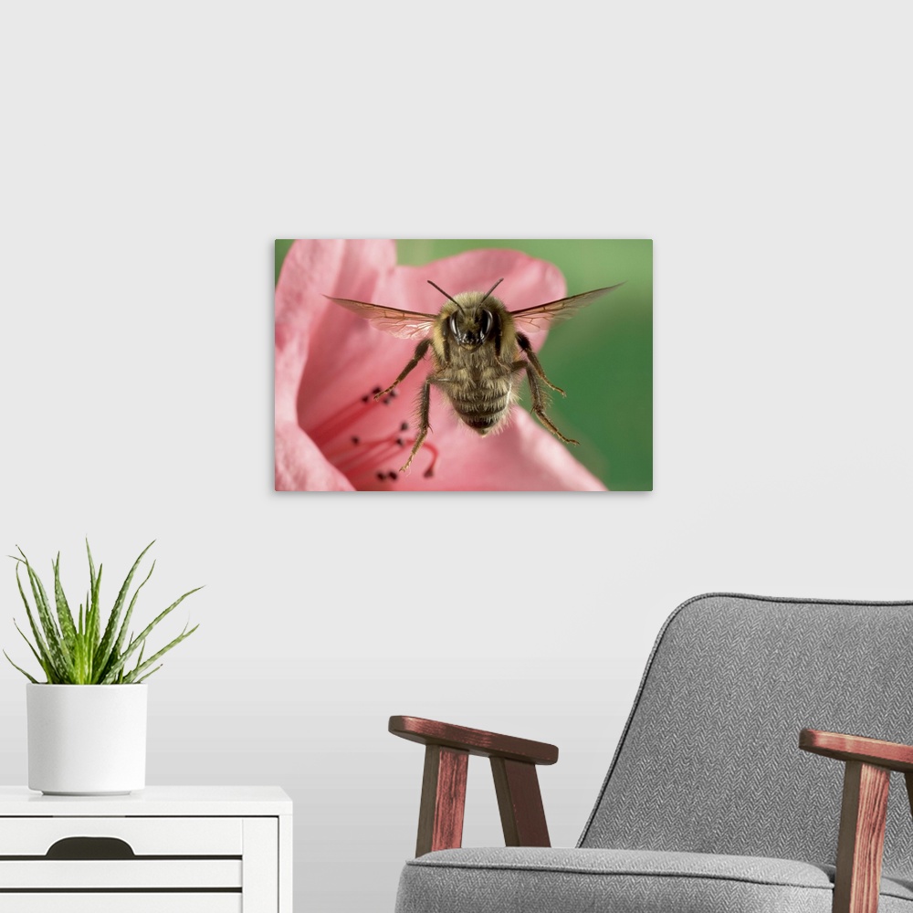 A modern room featuring Bumblebee (Bombus huntii) flying toward the camera after collecting nectar from a Rhododendron fl...