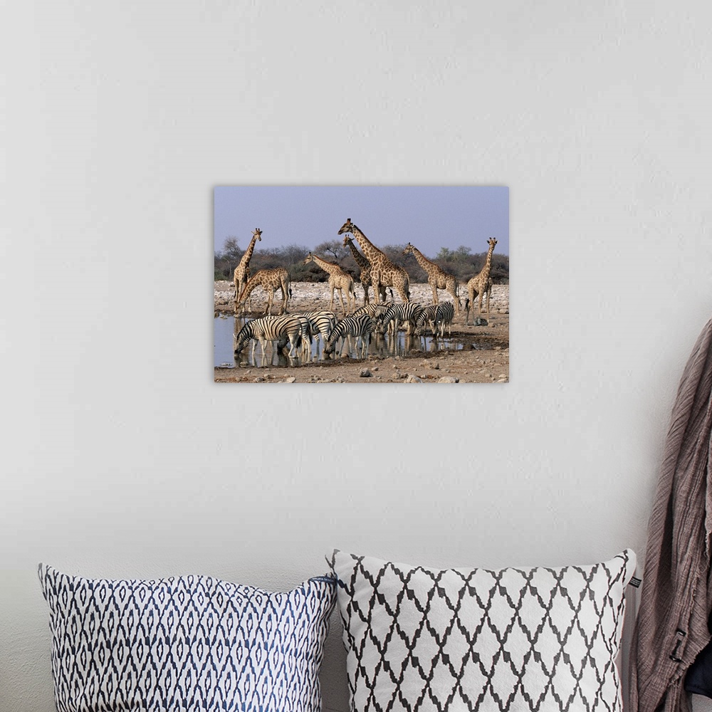 A bohemian room featuring A grouping of giraffes and zebras gather around and drink from a waterhole.