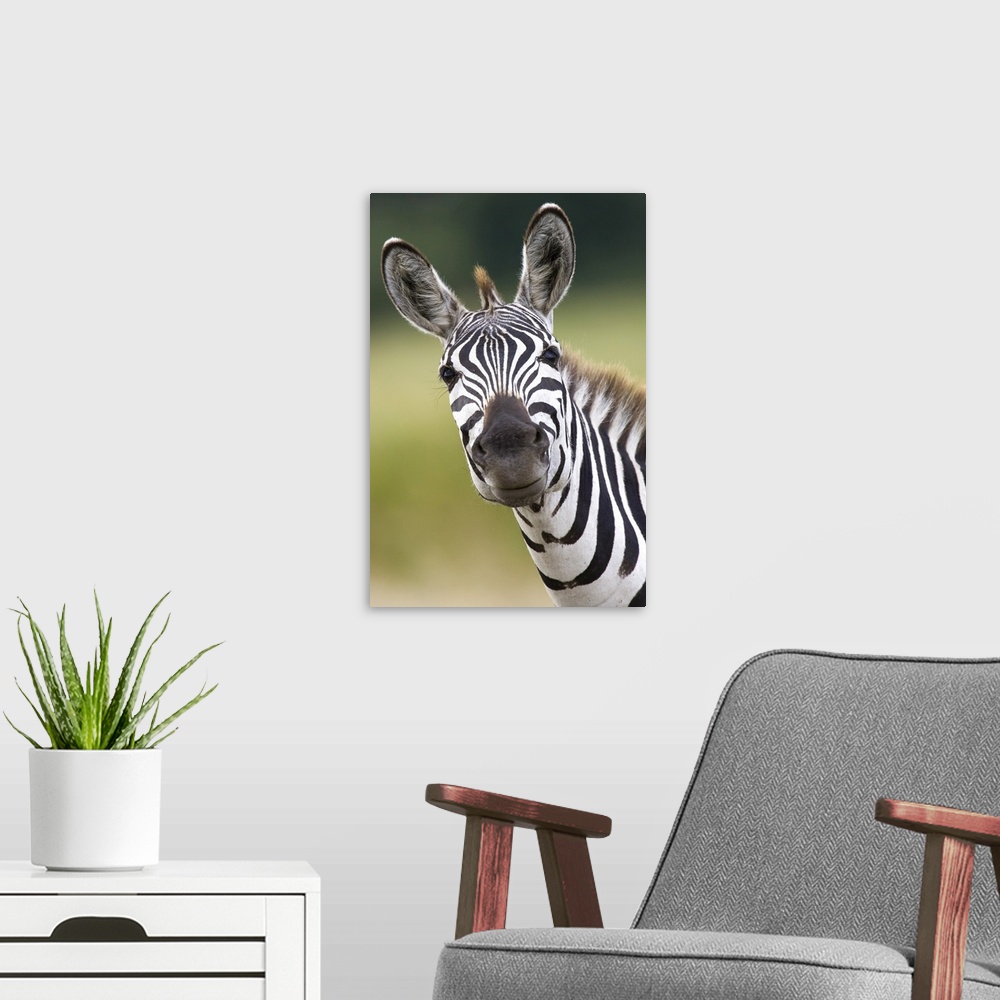 A modern room featuring Burchell''s Zebra (Equus burchellii) portrait, Masai Mara, Kenya