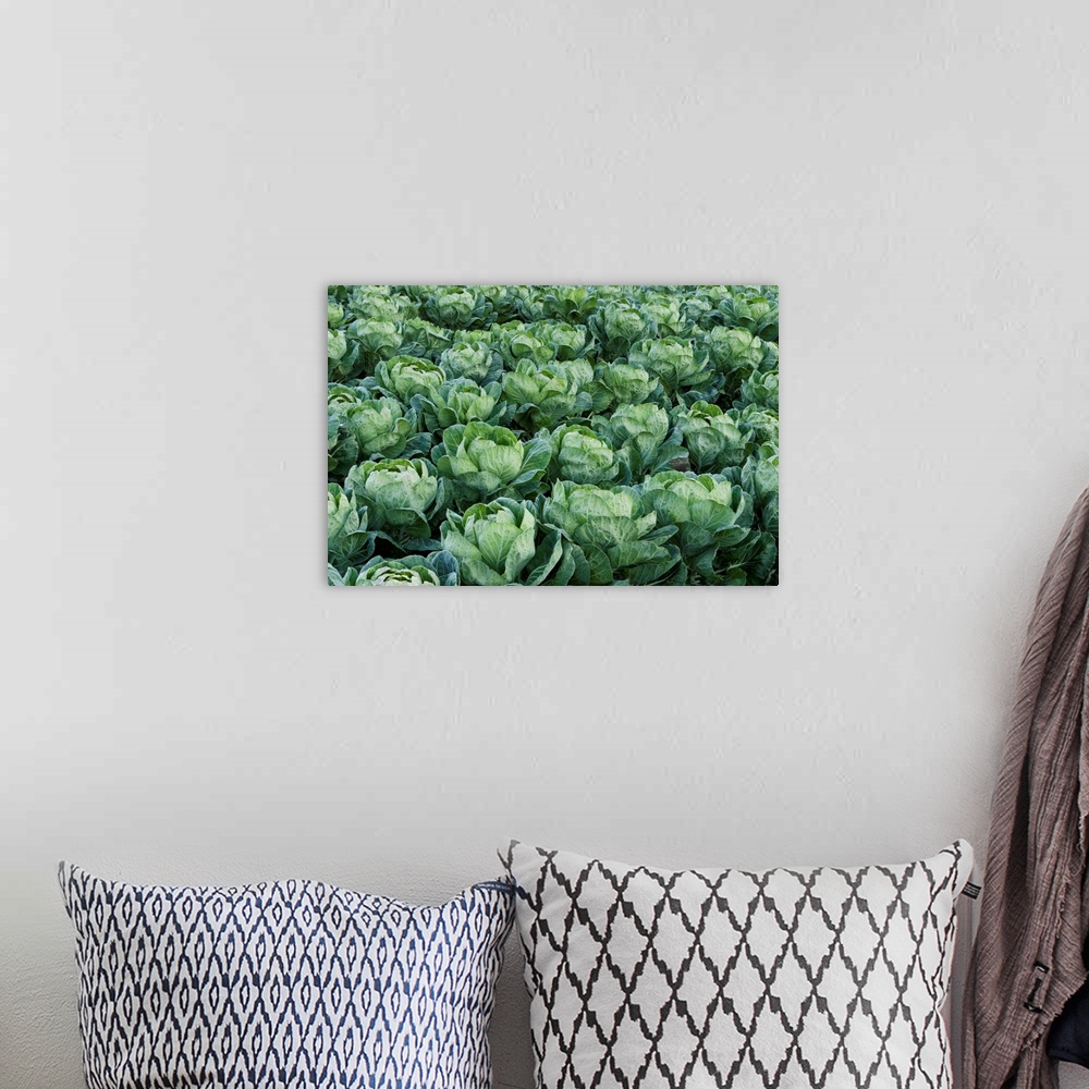 A bohemian room featuring Cabbage field, Santa Cruz, Monterey Bay, California