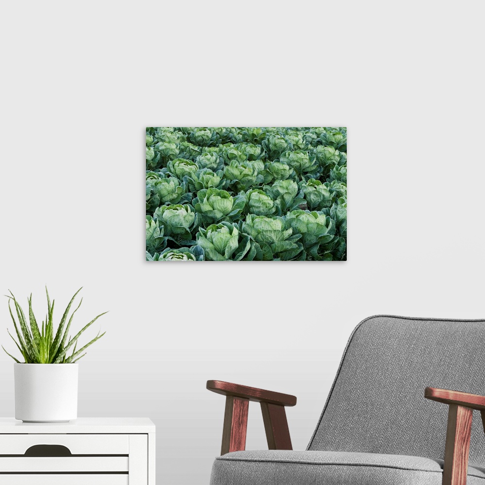 A modern room featuring Cabbage field, Santa Cruz, Monterey Bay, California