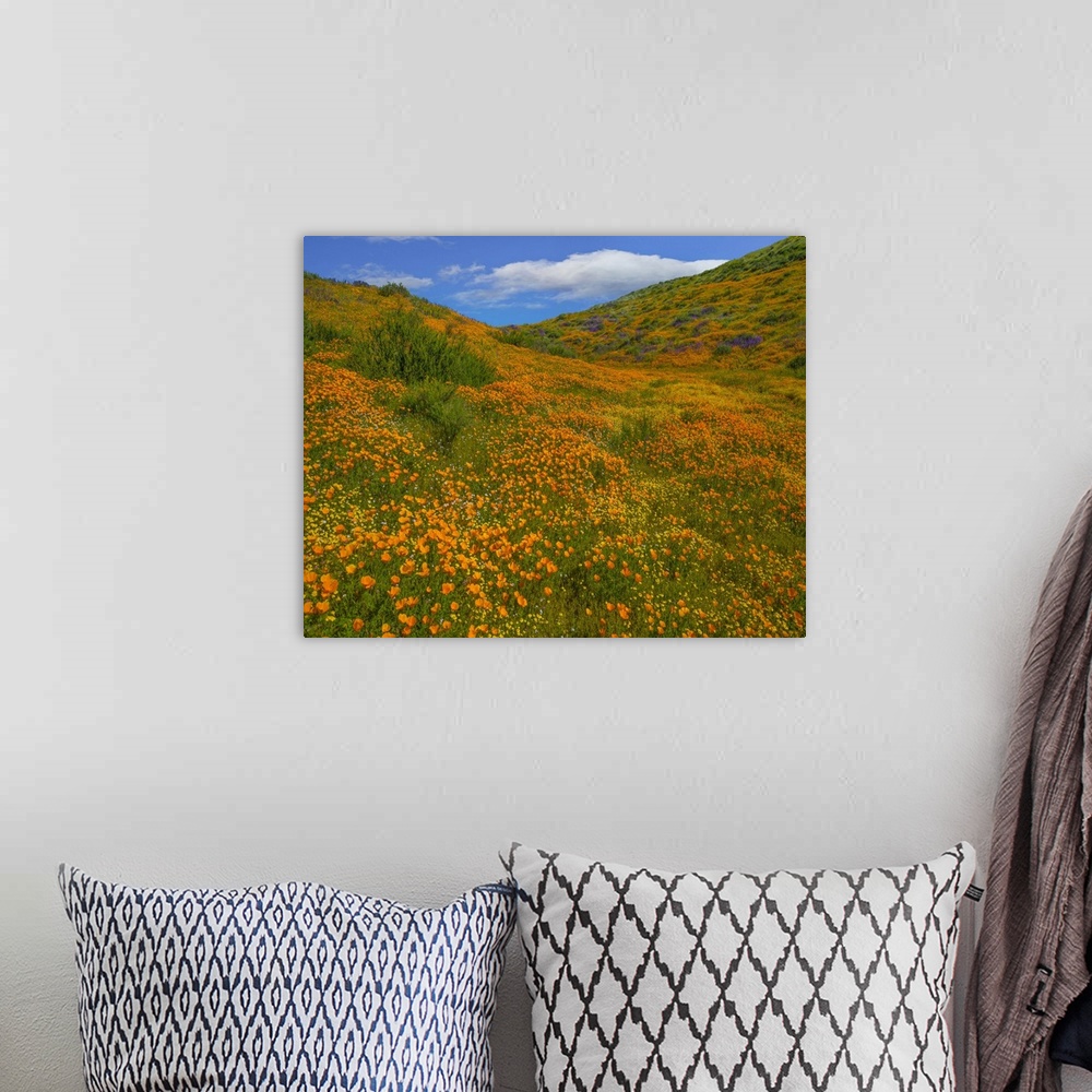 A bohemian room featuring California Poppies in spring, Diamond Valley Lake, California