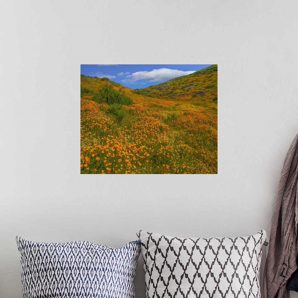 A bohemian room featuring California Poppies in spring, Diamond Valley Lake, California