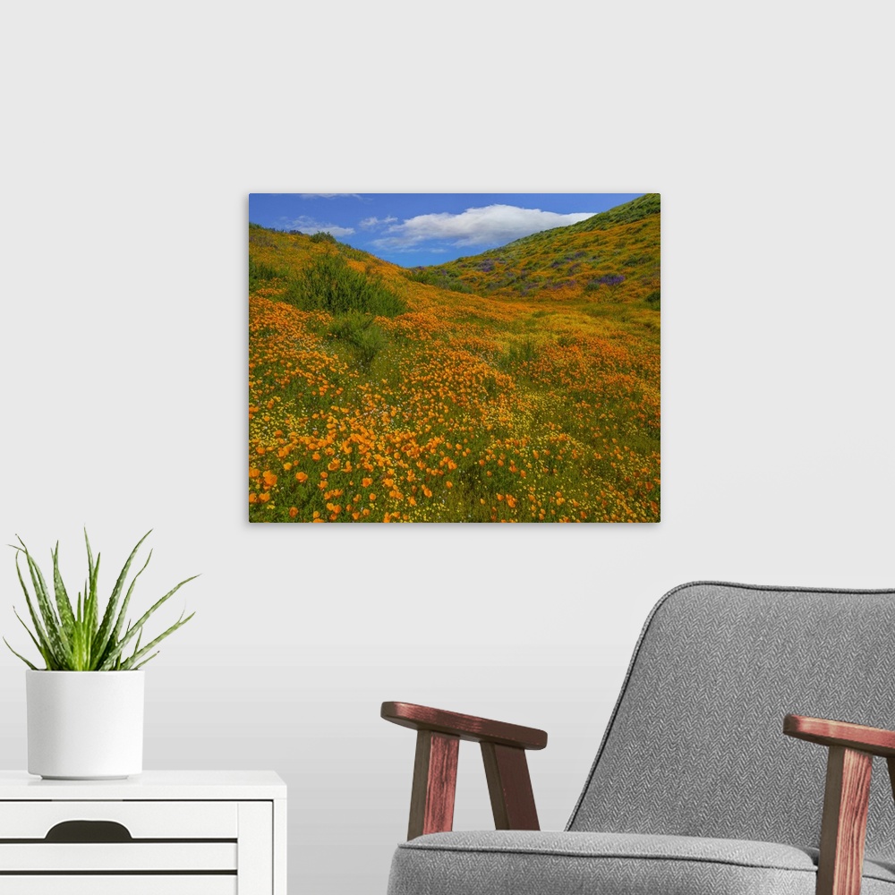 A modern room featuring California Poppies in spring, Diamond Valley Lake, California
