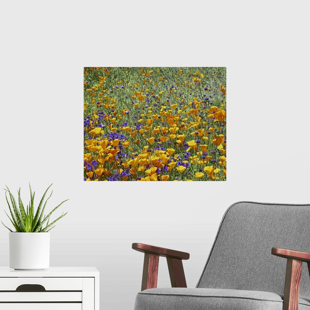 A modern room featuring California Poppy and Desert Bluebell flowers, Antelope Valley, California