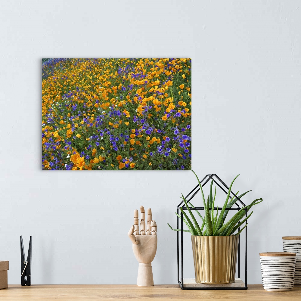 A bohemian room featuring California Poppy and Desert Bluebell flowers, Antelope Valley, California
