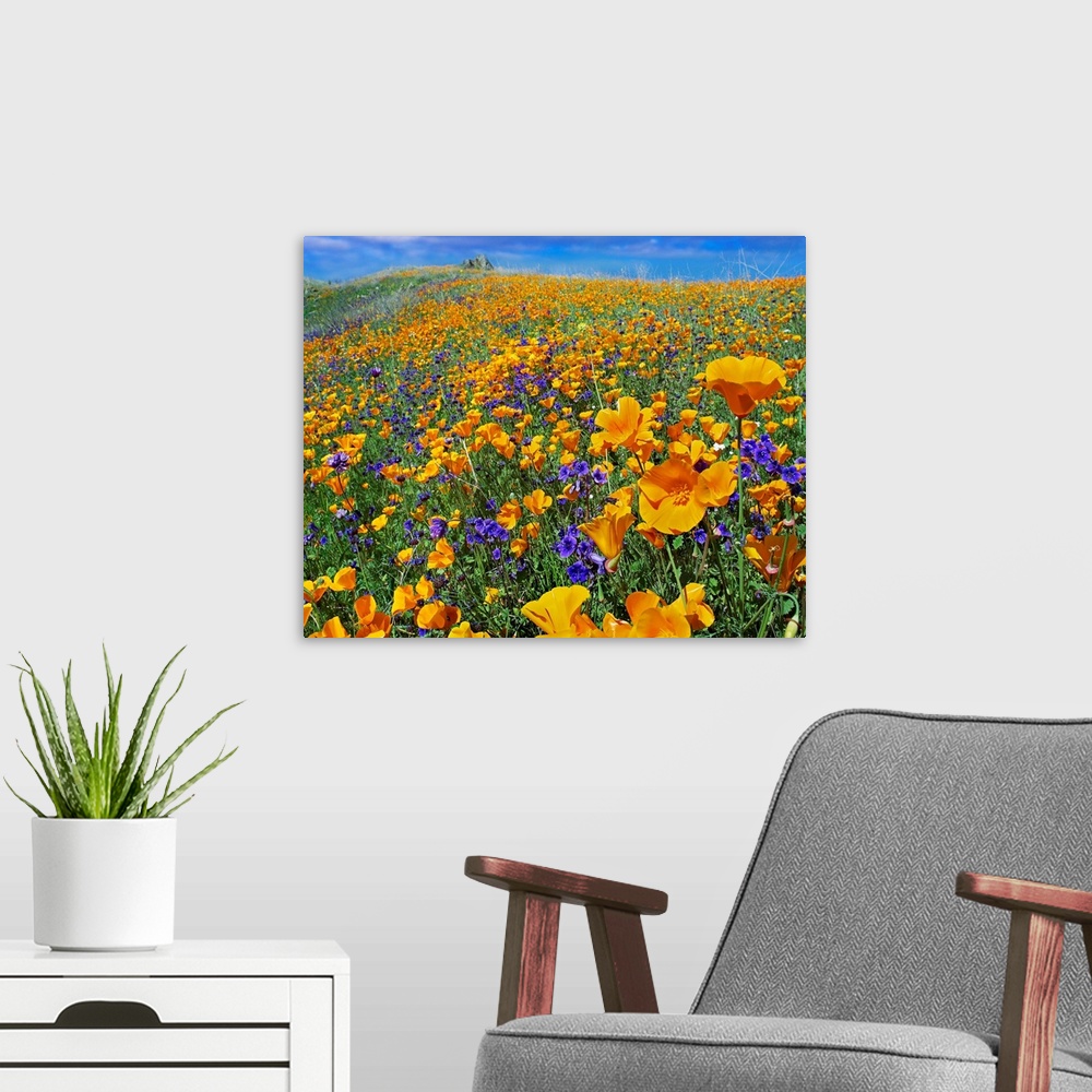 A modern room featuring Photograph of hilly flower meadow on a cloudy day.