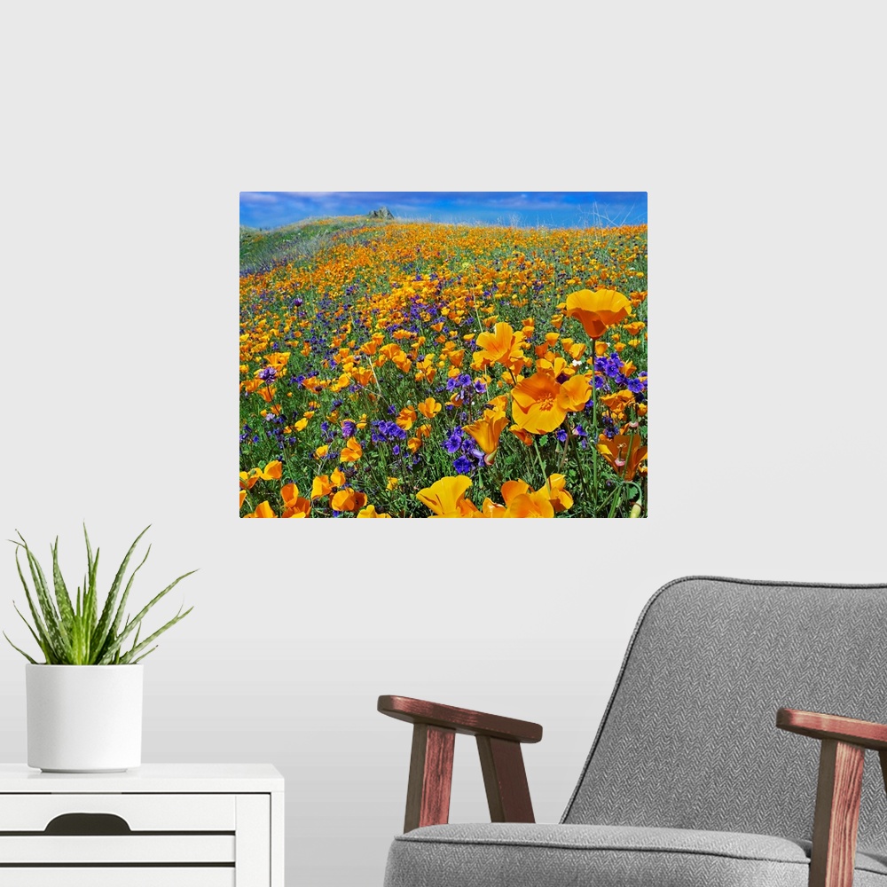 A modern room featuring Photograph of hilly flower meadow on a cloudy day.