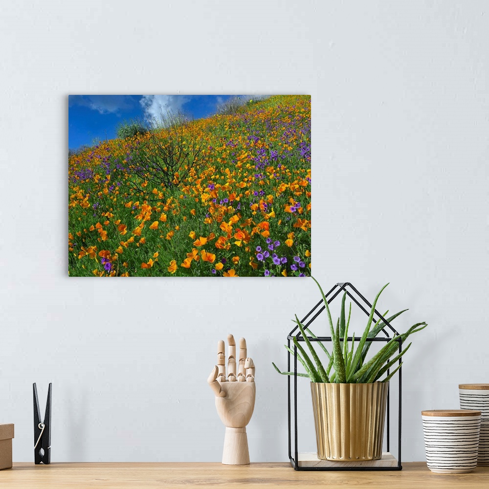 A bohemian room featuring California Poppy and Desert Bluebells carpeting a spring hillside, California