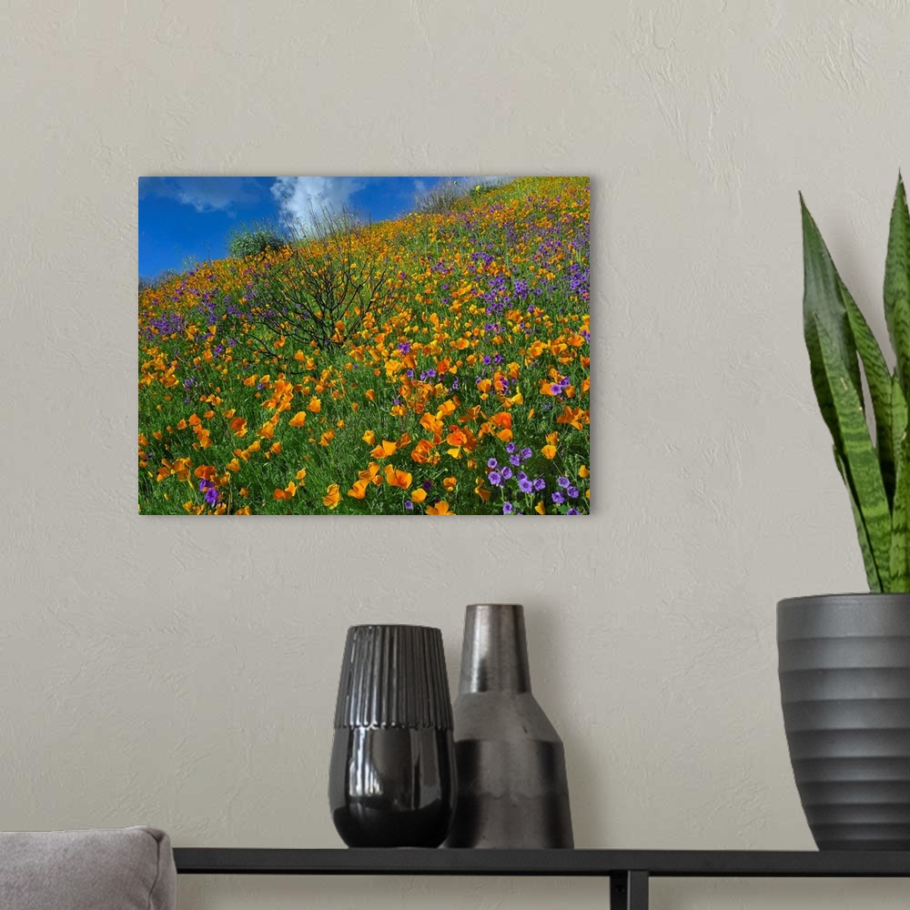 A modern room featuring California Poppy and Desert Bluebells carpeting a spring hillside, California