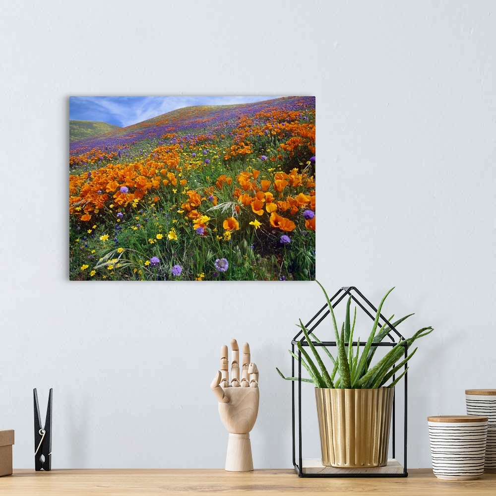 A bohemian room featuring California Poppy and other wildflowers, Antelope Valley, California
